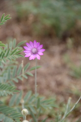 Xeranthemum squarrosum