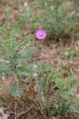 Xeranthemum squarrosum
