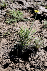 Hysterionica jasionoides