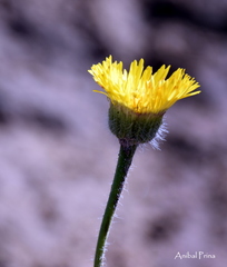 Hysterionica jasionoides