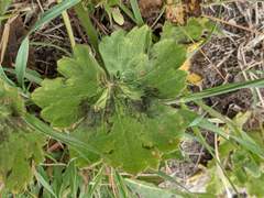 Ranunculus