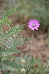 Xeranthemum squarrosum