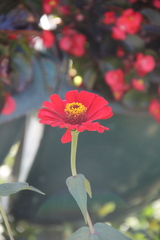Zinnia elegans