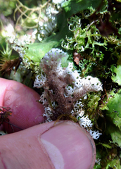Pseudocyphellaria fimbriata image