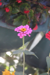 Zinnia elegans