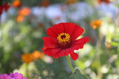 Zinnia elegans