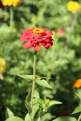 Zinnia elegans