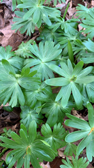 Eranthis hyemalis