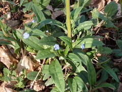 Omphalodes nitida