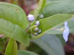 Omphalodes nitida