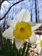 Narcissus × incomparabilis