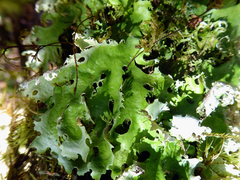 Pseudocyphellaria fimbriata image
