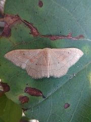 Idaea rubraria