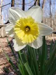 Narcissus × incomparabilis