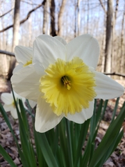 Narcissus × incomparabilis