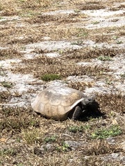 Gopherus polyphemus