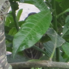 Zonotrichia capensis