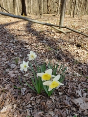 Narcissus × incomparabilis