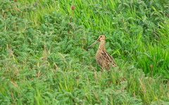 Gallinago magellanica
