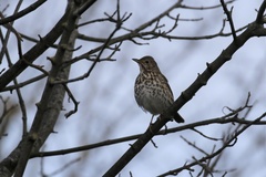 Turdus philomelos