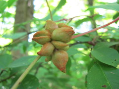 Ampelomyia vitiscoryloides