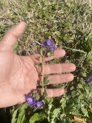 Phacelia patuliflora