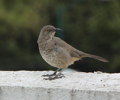 Toxostoma curvirostre