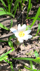 Sanguinaria canadensis