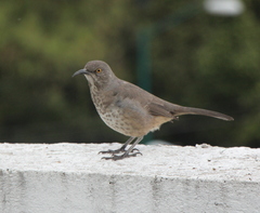 Toxostoma curvirostre