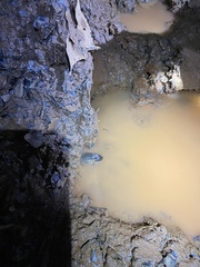 Pseudacris collinsorum