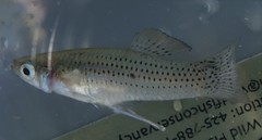 Gambusia rhizophorae