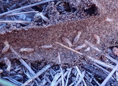 Reticulitermes tibialis