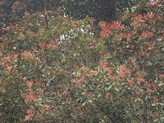 Machilus thunbergii