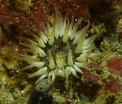 Anthopleura artemisia