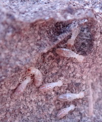 Reticulitermes tibialis