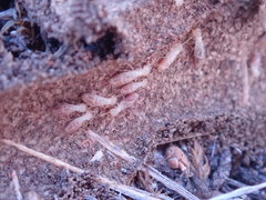 Reticulitermes tibialis