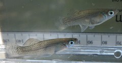 Gambusia rhizophorae