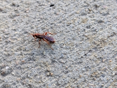 Ichneumonina