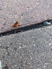 Ichneumonina