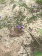 Astragalus nuttallianus