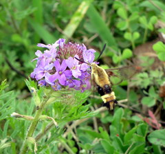 Hemaris diffinis