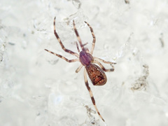 Episinus angulatus