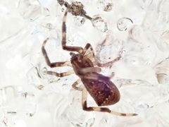 Episinus angulatus