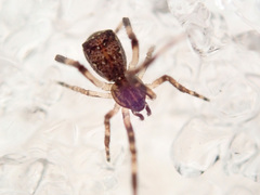 Episinus angulatus