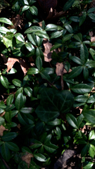 Vinca minor
