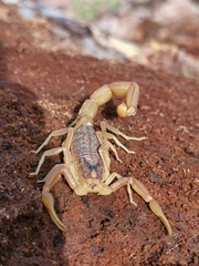 Buthus ibericus