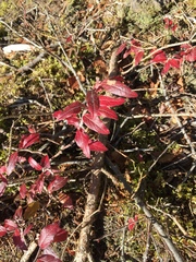 Vaccinium myrtilloides: pôvod a využitie — fotografia 3