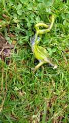 Dendropsophus luddeckei