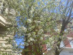 Pyrus calleryana