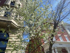 Pyrus calleryana